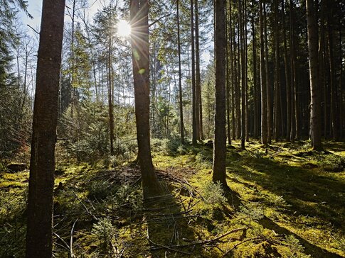 Moorlandschaft mit Bäumen nähe Bad Aibling in Bayern