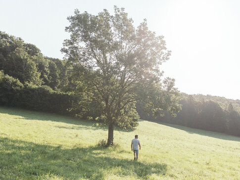 Mann geht auf einer sonnenbelichteten Wiese zu einem großen Laubbaum.