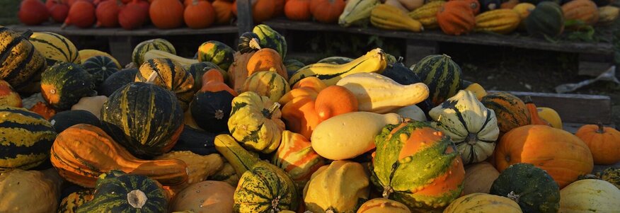 Hier sehen Sie einen Stand voll mit Kürbissen. 