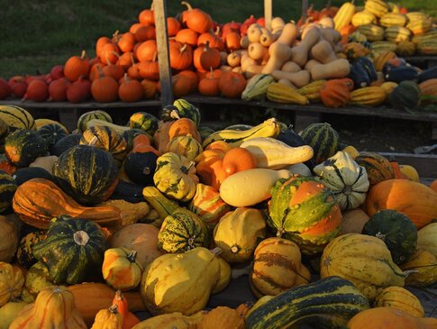 Hier sehen Sie einen Stand voll mit Kürbissen. 