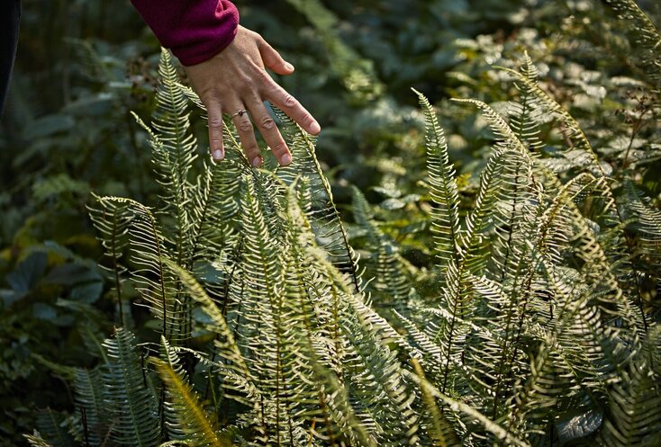 Hier sehen Sie eine Frauenhand die im Wald die Gräßer und Blätter durch ihre Hände gleiten lässt. 